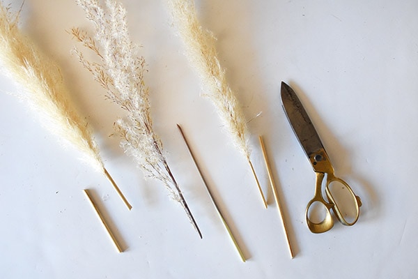 Cut Pampas Grass stems