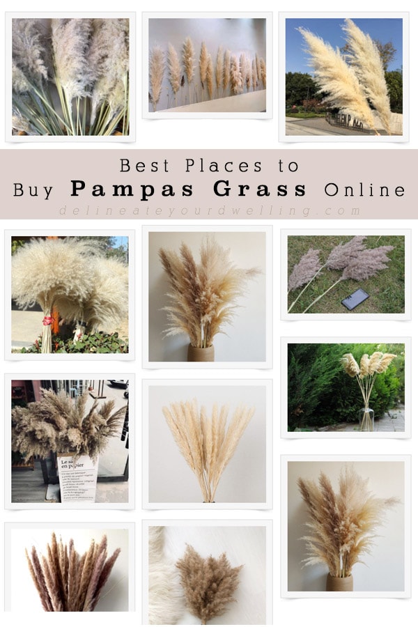 Dried Ornamental Pampas Grass