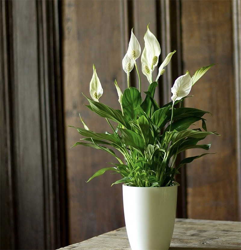 Low Light - Peace Lilly Plant