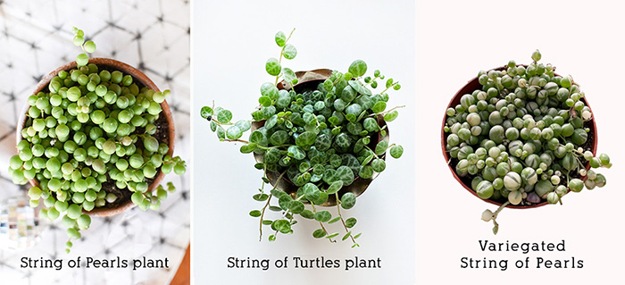 String of Pearls, String of Turtles and Variegated String of Pearls