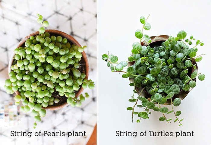 String of Pearls vs String of Turtles 