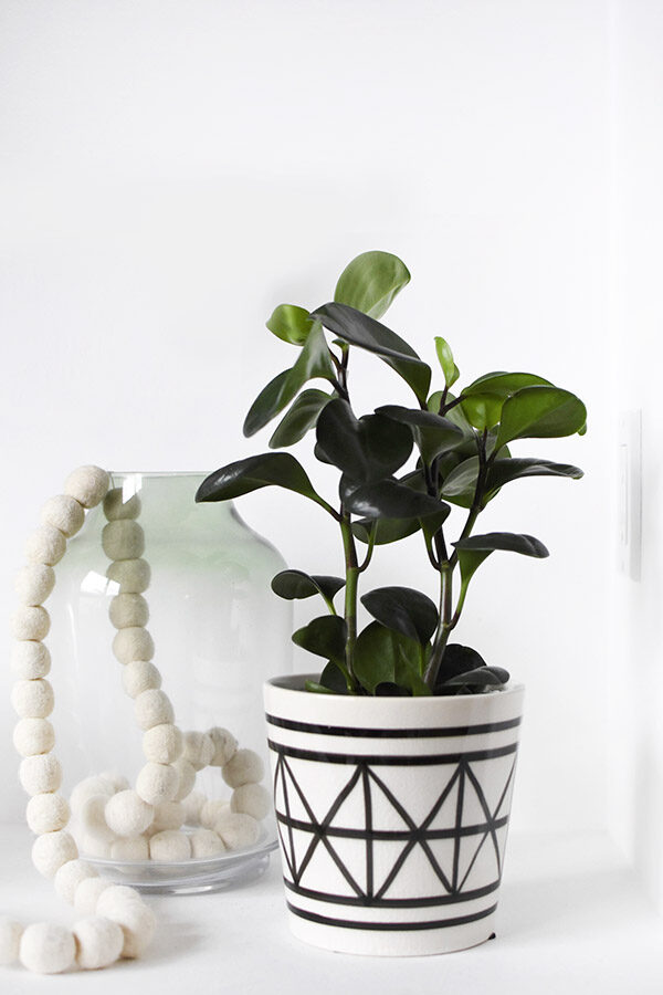 Peperomia-Care-1