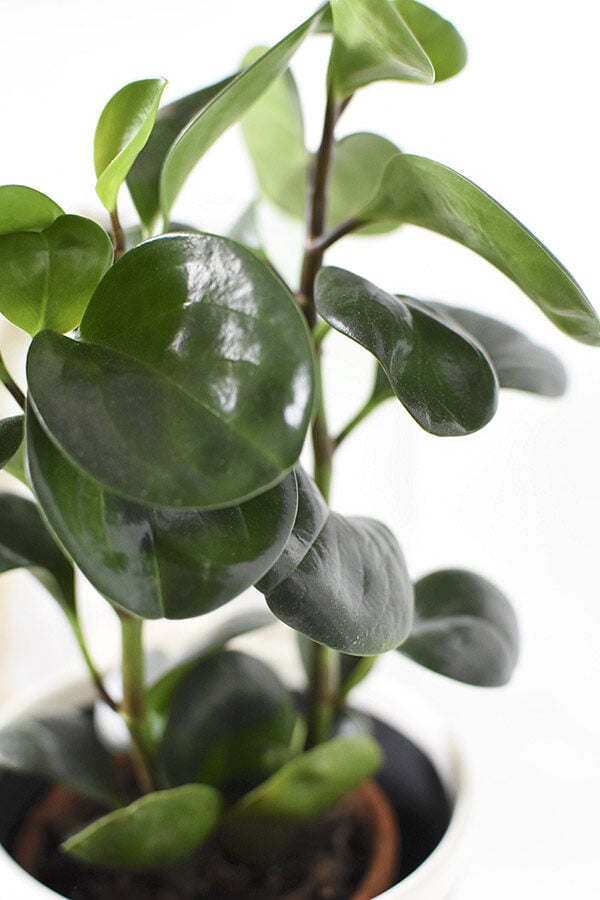 Peperomia Care tips