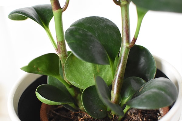 Peperomia Stem