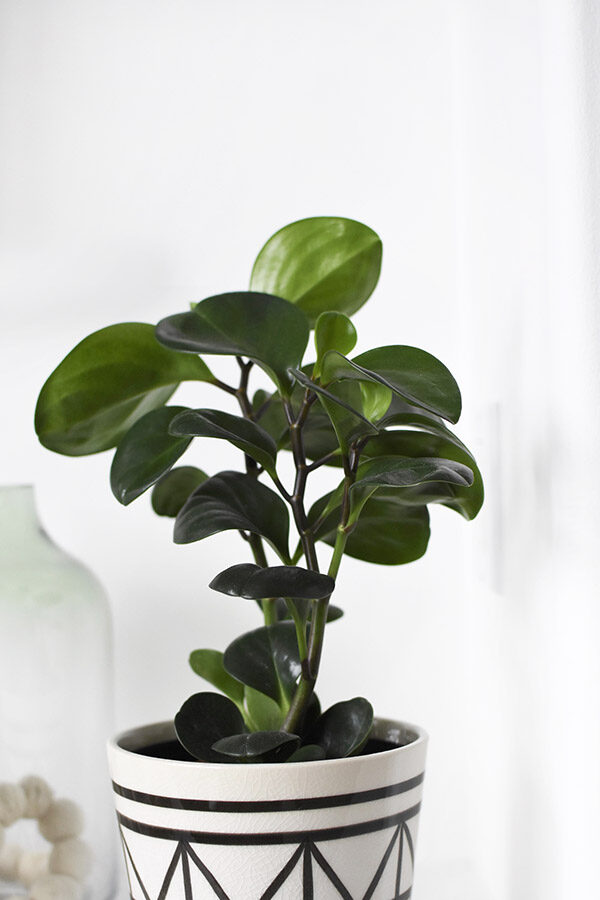 Peperomia Plant