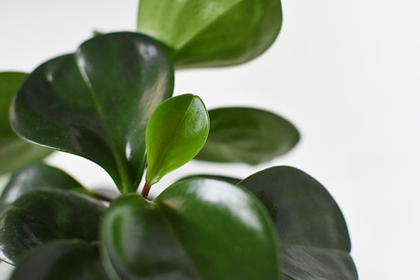 Peperomia Glossy Green leaves