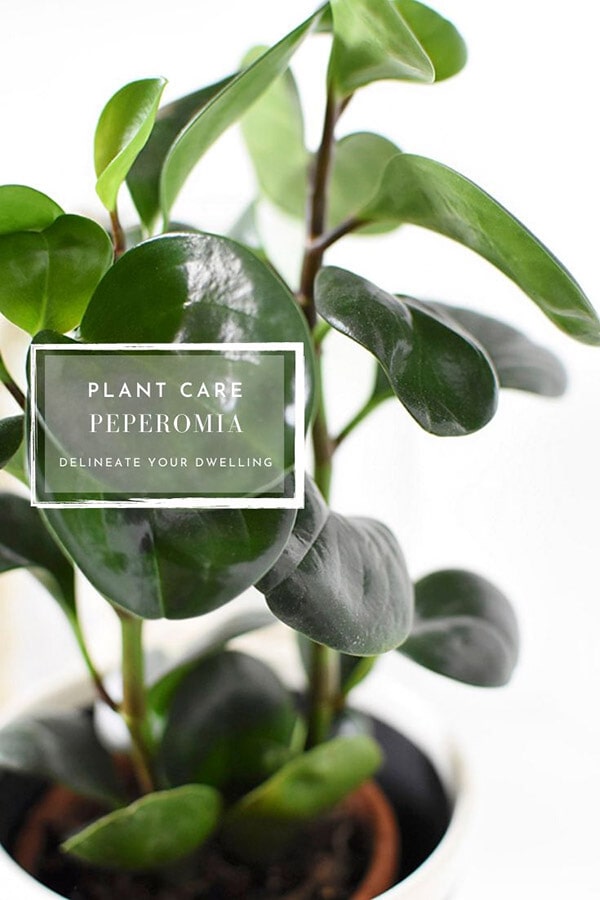 Peperomia Care