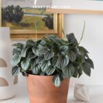 Peperomia Frost