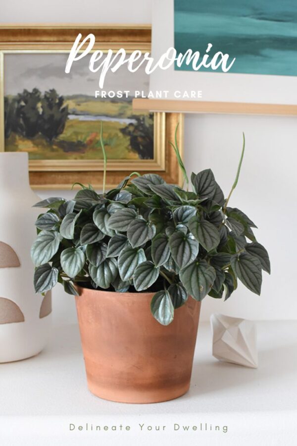 Peperomia Frost