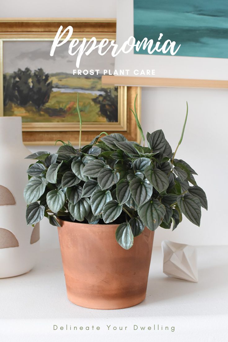 Peperomia Silver Frost Plant Care in terracotta pot