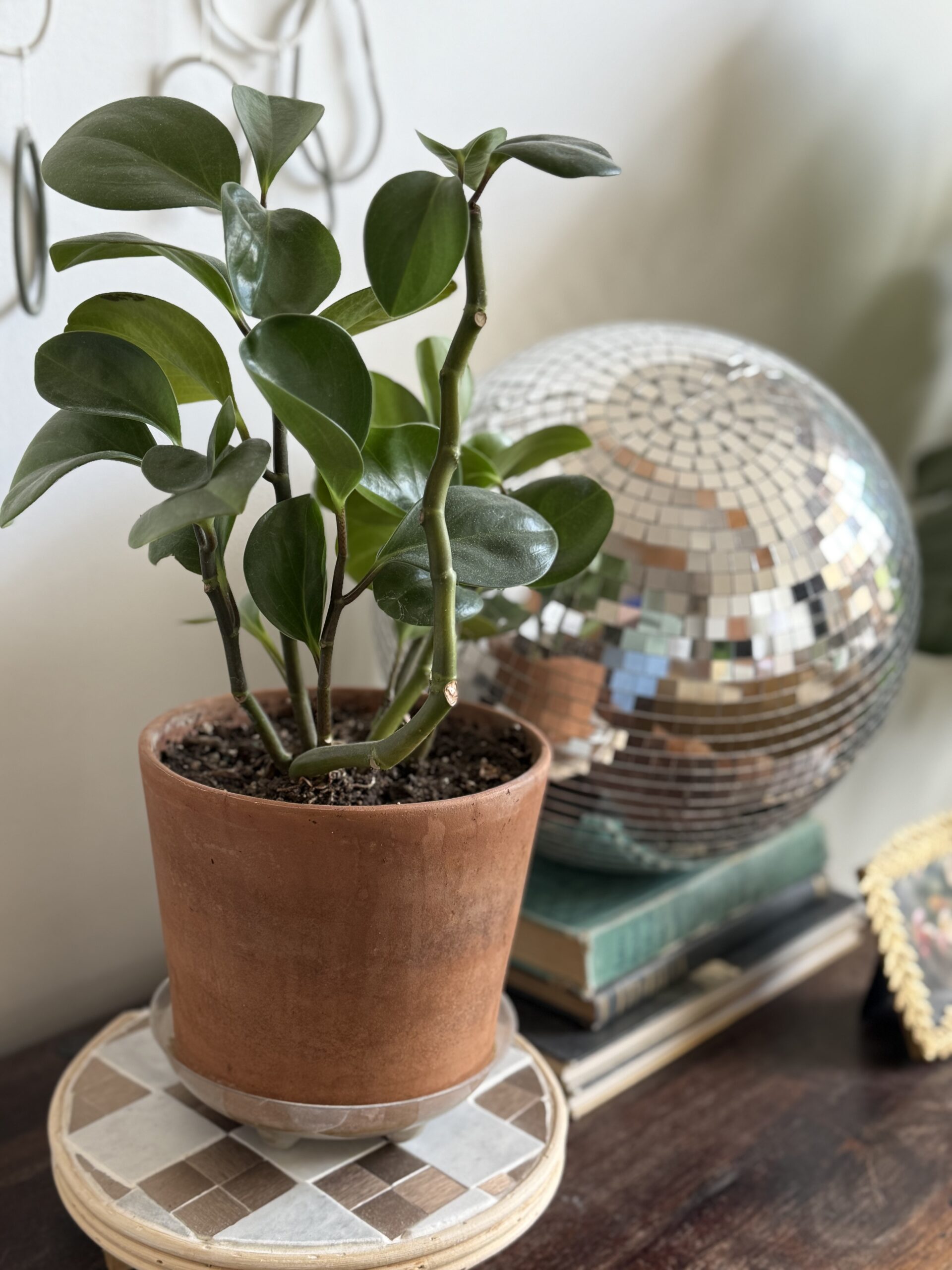 Peperomia Plant in terracotta pot