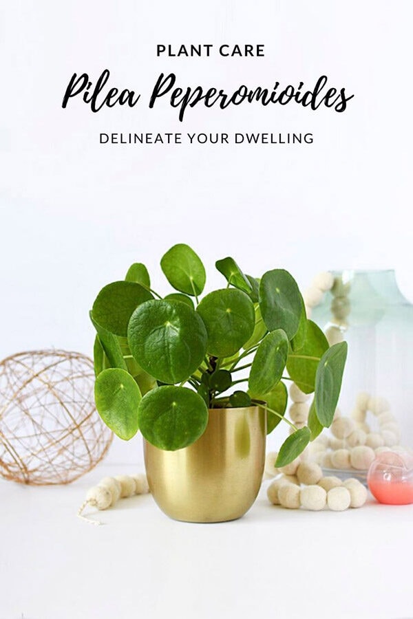 Pilea Care Best Tips