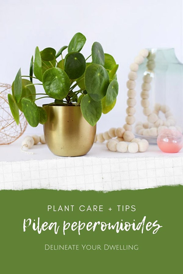 Pilea peperomioides Care