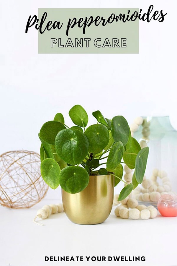 Pilea Tips