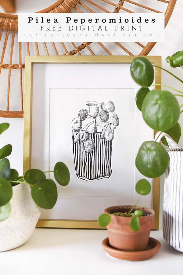 Pilea peperomioides Digital Print