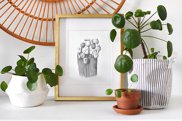 Pilea peperomioides Print