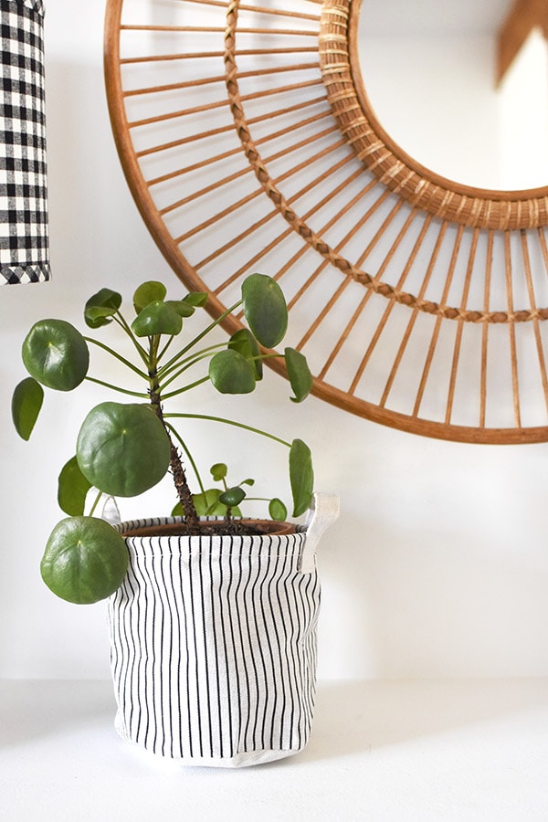 Pilea peperomioides plant