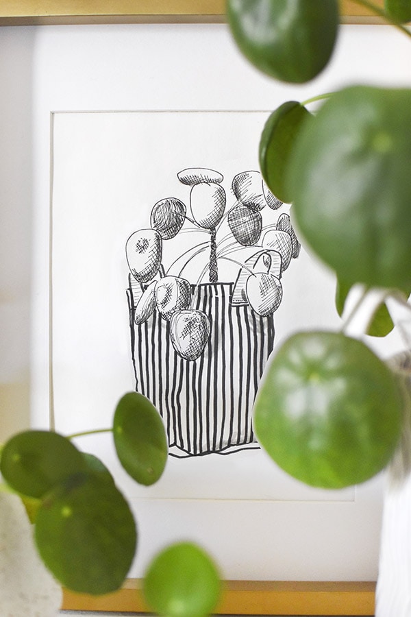 Pilea peperomioides Black and White Digital Print