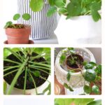 Pilea Plant Care