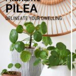 Pilea Propagation