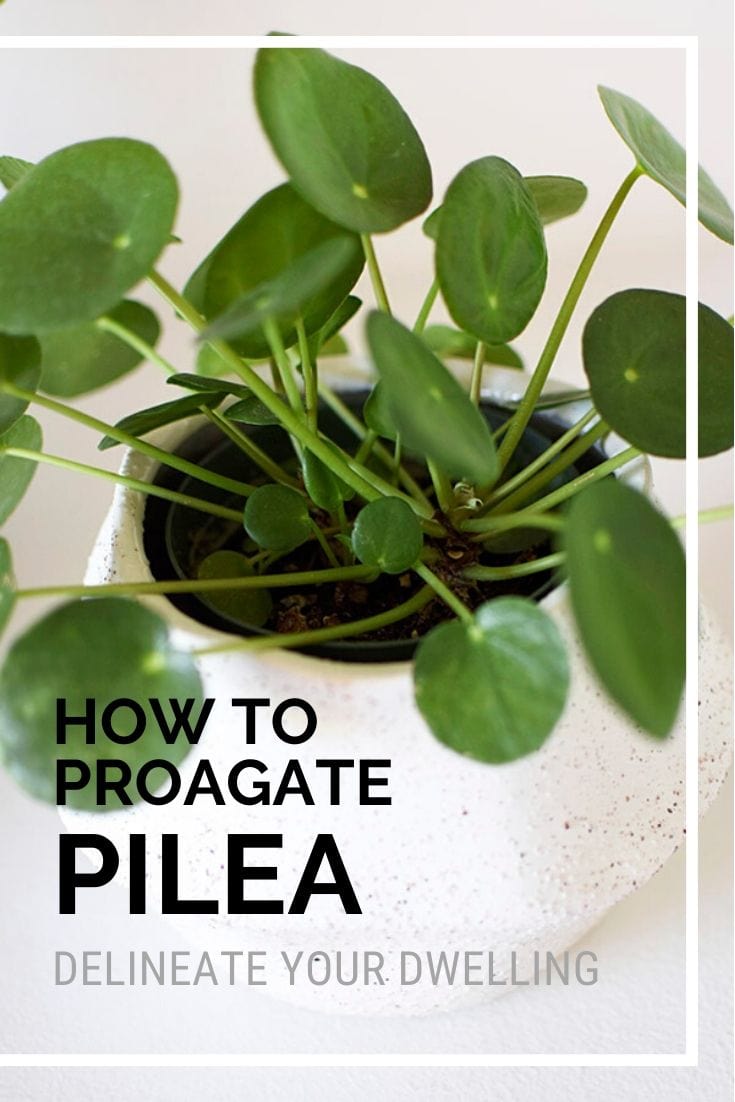 How to Propagate Pilea Delineate Your Dwelling