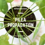 Pilea Propagation