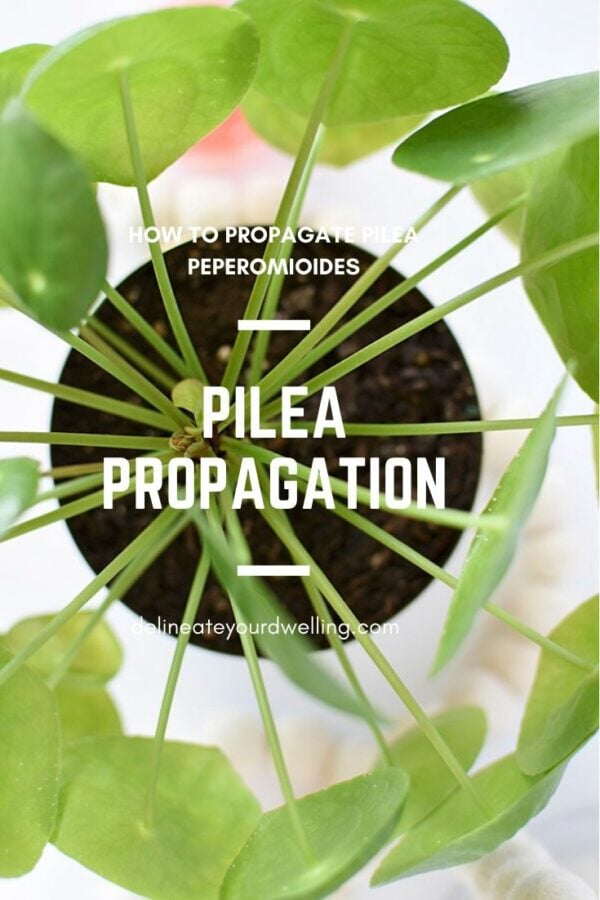 Pilea Propagation