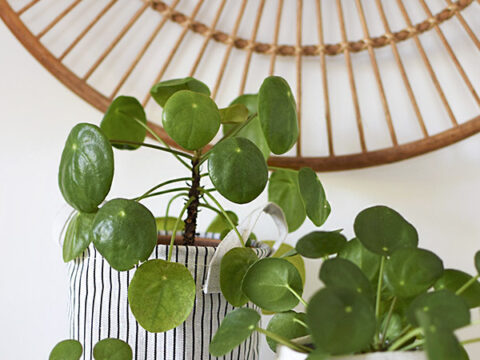How to Propagate Pilea - Delineate Your Dwelling