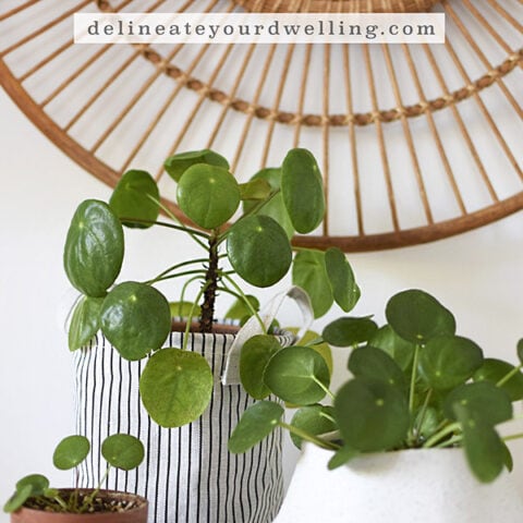 Pilea Propagation-2