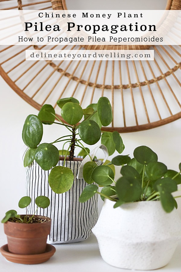 Pilea Propagation