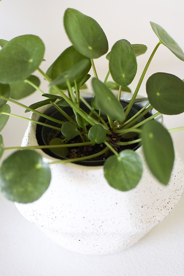 Numerous Pilea Pups