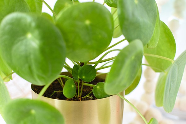 Pilea Baby Pup