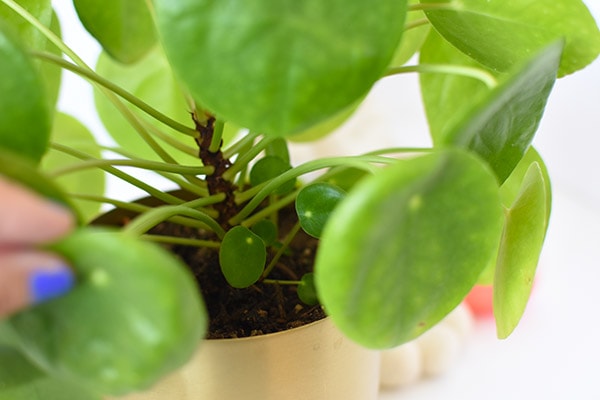 Pilea pup in pot