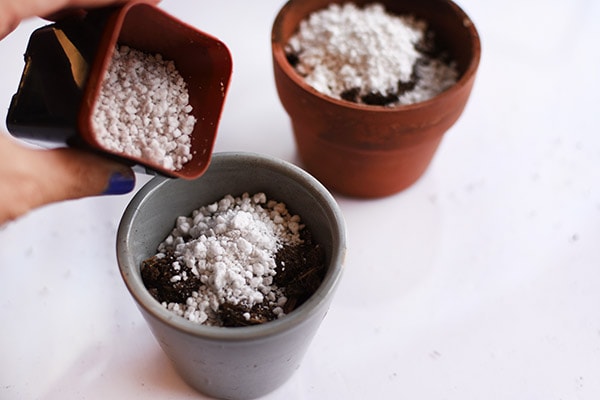 Perlite in pots