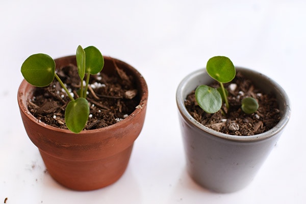 Baby Pilea pups