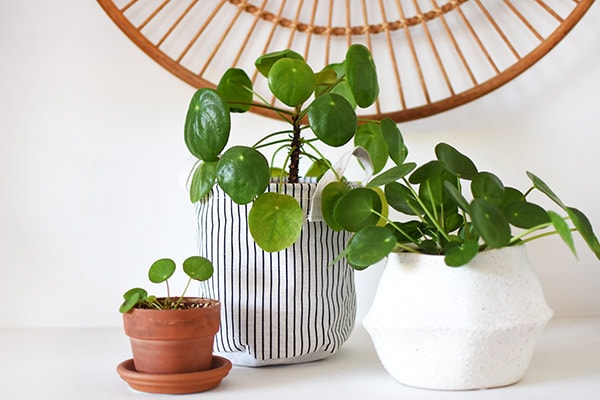 Three Pilea Plants and Pups