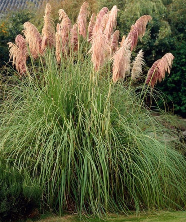 Pink Feather Pampas Grass