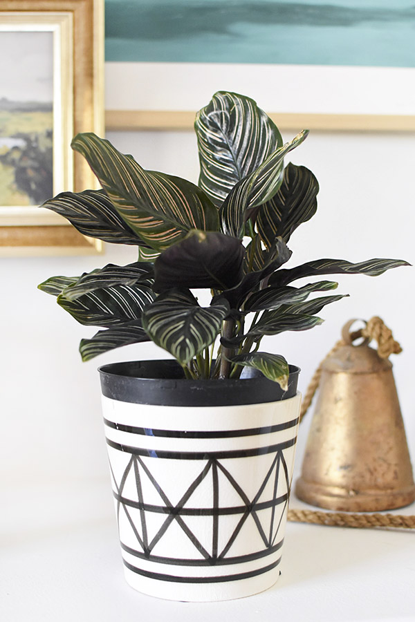 Low Light - Pinstripe Calathea