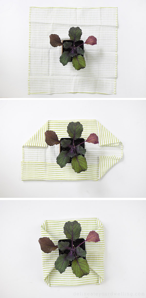 Plant Gift-Wrap fabric around Kale Plant