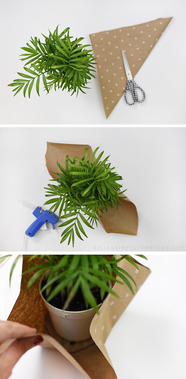 Plant Gift-Palm wrapping with paper steps