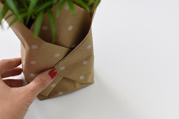 Plant Gift-Palm securing paper