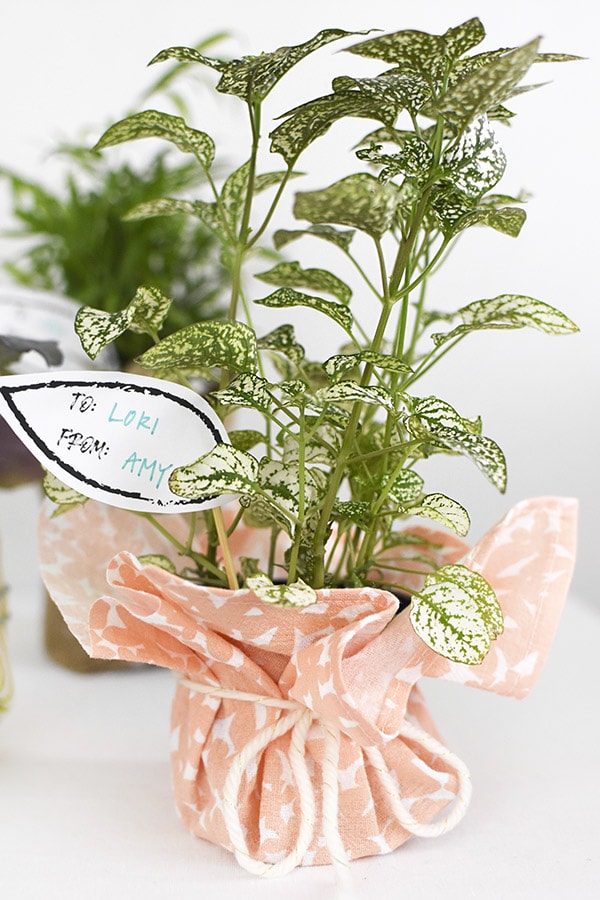 Plant Wrapped with Peach Fabric Gifts