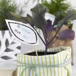 Plant Gift wrapping