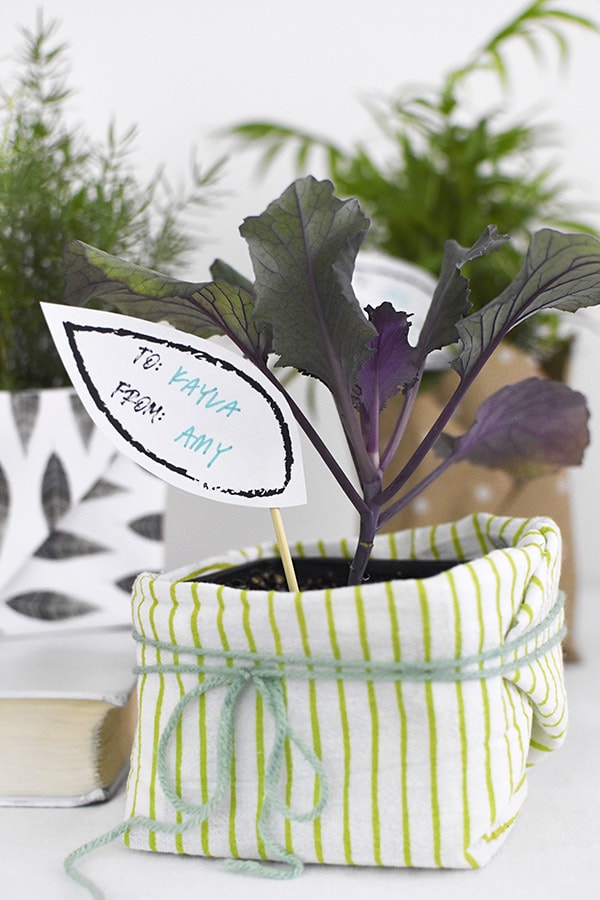 Plant Gift wrapped in yarn and green striped fabric