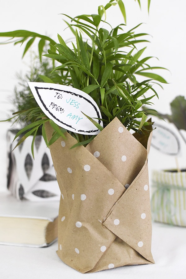 Paper wrapped plant gift