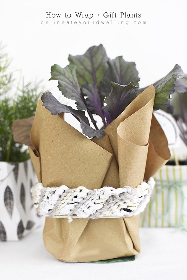 Plant presents wrapped with knitted yarn 