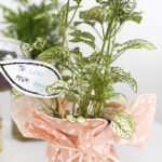 Wrap and Give Plant Gifts