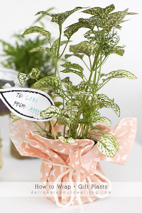 Coral fabric wrapped Plant present