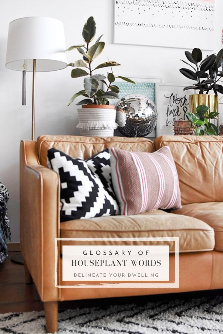 Plant Lover Houseplant words