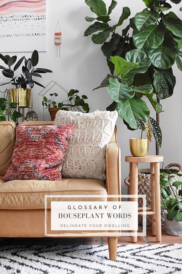 Important Indoor Houseplant Words